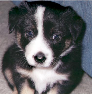 Vixen - 5 weeks